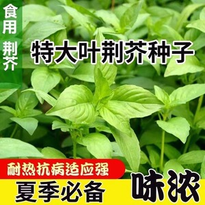 荆芥种子河南大叶荆芥菜种籽四季小青菜种籽农家田园盆栽蔬菜种子