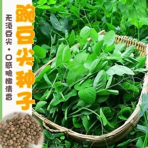 无须豌豆苗种子特大豌豆尖水培荷兰豆芽苗菜春秋冬四季播蔬菜种子