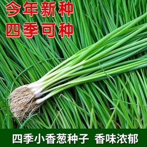 四季小香葱种子红葱种籽盆栽葱头种苗阳台庭院种植火分葱蔬菜种孑