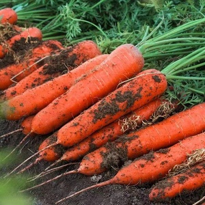 高产红胡萝卜种子农家甜脆水果萝卜种籽春夏秋季庭院种植蔬菜种孑