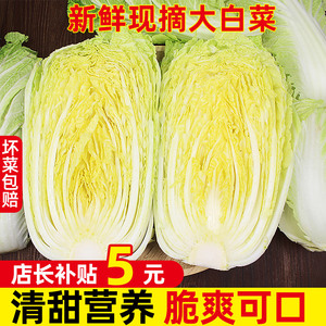 山东潍坊大白菜新鲜10斤包邮鲜嫩蔬菜农家自种黄心包心菜整颗白菜