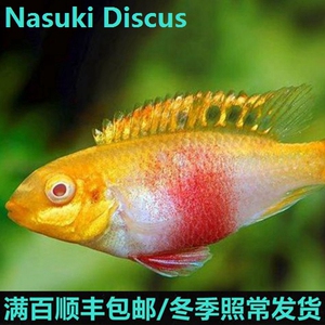 赤瞳红肚凤凰鱼/满百顺丰包邮/白化白子/天堂鸟/非洲王子卷贝三湖
