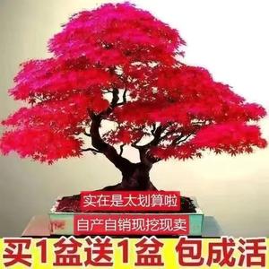【买一送一】中国红枫四季耐寒盆栽室内外花卉万年红青枫盆景树苗