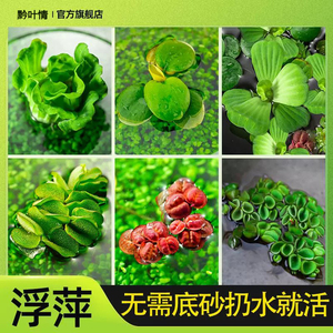 鱼缸浮萍水草无土活体水培水生植物种子龟缸绿植养鱼养龟净化水质