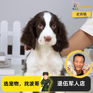 史宾格犬幼犬纯种活体肝色咖啡色狗狗黑色公母狩猎型展示型猎犬