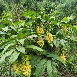 中草药黄花倒水莲观音串树苗黄花大远志种苗庭院阳台绿植盆栽喜阴