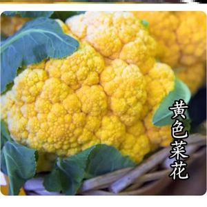 精品花菜苗菜花松花菜金色花菜紫色花菜宝塔花菜(寿光直发)花椰菜