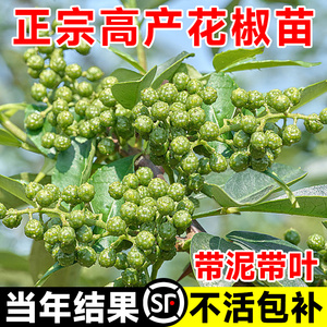 大红袍花椒苗树食用盆栽盆栽地栽南北种植花椒苗四川麻椒青花椒苗