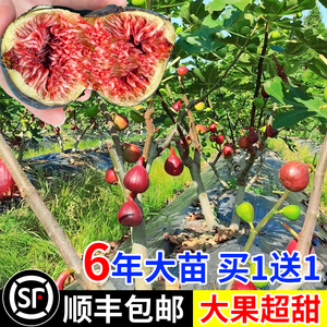 无花果树苗盆栽水果苗四季特大波姬红南北方阳台种植地栽当年结果