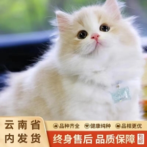 乳白短腿猫纯种曼基康矮脚猫宠物猫咪英国短毛猫黄白幼猫崽拿破仑