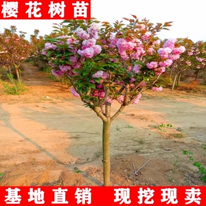 日本樱花树苗南北方室外庭院种植绿化工程苗大型高杆樱花苗风景树