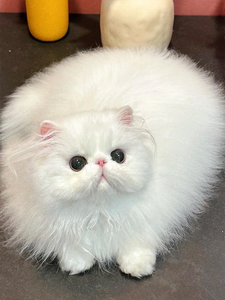 香港澳门发货波斯猫幼崽长毛加菲猫纯白蓝眼异瞳纽扣鼻活体宠物猫