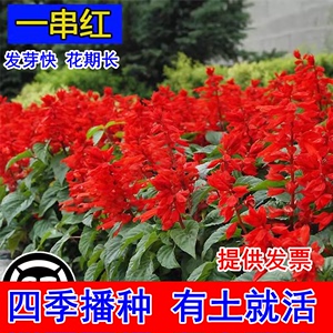一串红种子花种子矮串串红庭院室外四季种易播爆仗红花子开花不断