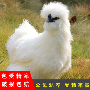 泰和乌鸡种蛋新鲜白羽纯种竹丝受精蛋正宗乌骨鸡可孵化白凤珍禽