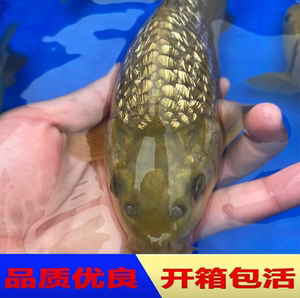 纯种闪鳞茶鲤锦鲤日本银鳞茶鲤鱼反光鳞片发光鳞片带头锦鲤观赏鱼