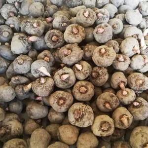 正品花魔芋种子三斤贵州带芽发货土培600米以上新鲜魔域种苗