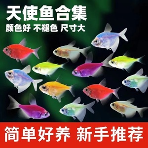青苹果天使鱼柠檬天使鱼观赏荧光彩裙绿衣紫衣天使鱼小型鱼活体鱼
