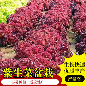 (拍2发3)紫生菜种子种籽大全苗四季罗马秧菜苗奶油盆栽带跟蔬菜孑