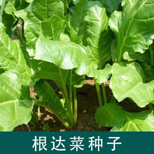 根达菜种子牛皮菜莙荙君达菜种籽四季播阳台盆栽蔬菜种孑