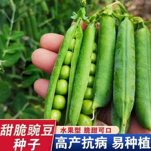甜脆豌豆种子高产大荚水果豌豆种籽耐热耐寒四季蔬菜种孑