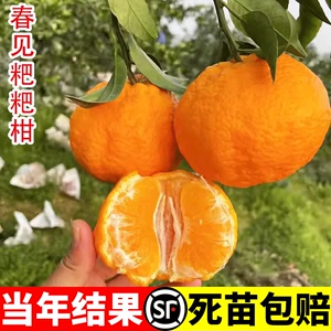 正宗四川春见耙耙柑树苗嫁接果树粑粑柑沃柑丑橘南北方种植水果苗