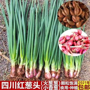 四川农家新鲜红火葱头干小葱头四季香葱头种植易活阳台盆栽小院