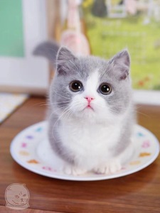 香港发货蓝猫活体幼猫矮脚猫英短蓝胖子血统宠物猫折耳英国短毛猫