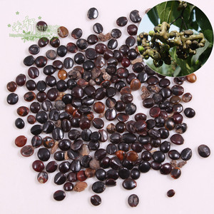 拐枣种子 枳椇种子 万子梨 梨枣种子 万寿果 枳椇子 野生果树种子