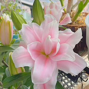 进口香水百合花种球四季开花好养易活室内阳台花卉鲜花盆栽花种子