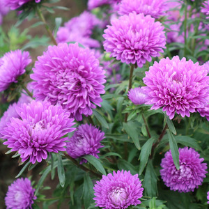 翠菊花种子八月菊红粉蓝江西腊四季种易活室外庭院花卉籽开花不断