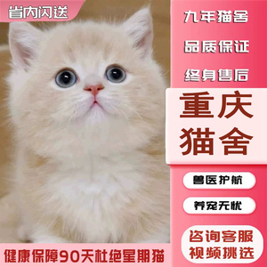 重庆猫舍出售英短乳白猫矮脚猫乳色橘白猫咪曼基康活体幼猫