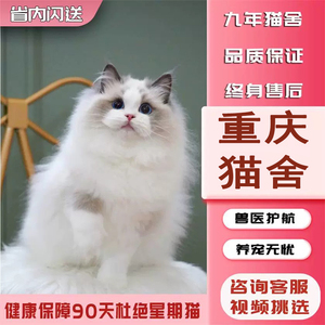 重庆猫舍纯种布偶猫幼猫蓝双海双重点色布偶活体宠物猫咪
