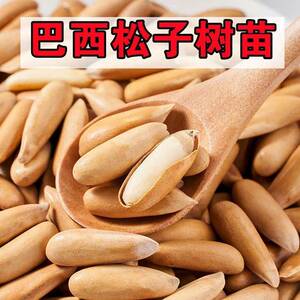 美国巴西松子苗树苗可结果树苗结松籽的松树苗红松子树苗