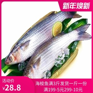 梭鱼新鲜冷冻