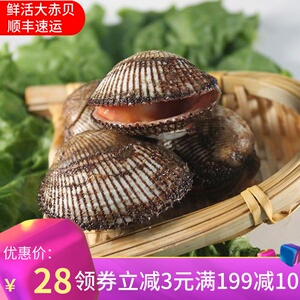 当天海捕鲜活大赤贝冰鲜毛魀海鲜水产大魁钳豪钳毛蛤毛钳血钳血蛤