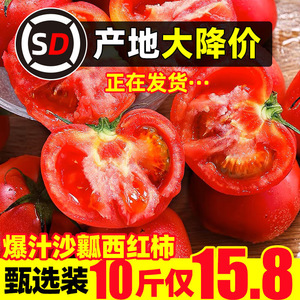 现摘西红柿番茄沙瓤有子云南露天新鲜自然熟大红果应季蔬菜普柿旺