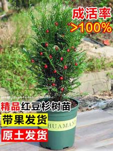 红豆杉树苗曼地亚盆栽正宗四季好养活盆景室内庭院吸甲醛带果植物