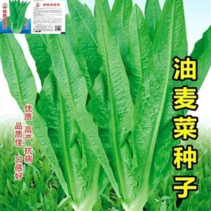 四季香油麦菜 种籽新种 青菜阳台盆栽耐热农家易种植蔬菜种子