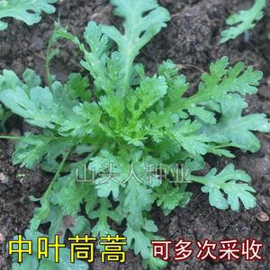 中叶茼蒿种子大叶蒿菜籽四季种阳台盆栽蔬菜籽秋播小叶高杆皇帝菜