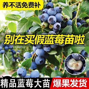 特大蓝莓树果苗带果发大果蓝莓树苗南方北方盆栽地栽四季种植果树