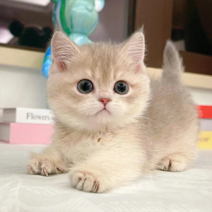 tb8795556598淘宝英短纯种金渐层幼猫幼崽血统赛级英国短毛猫蓝金