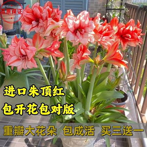 进口朱顶红种球超大对版重瓣盆栽花卉室内外阳台庭院植物四季开花