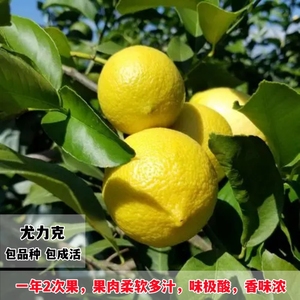 台湾无籽尤力克柠檬苗四季结果室内阳台盆栽柠檬树苗地栽当年结果