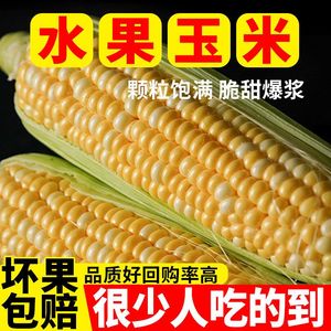 云南爆浆冰糖超甜水果玉米10斤新鲜当季苞谷大棒子即食非转基因