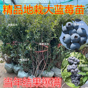 蓝莓苗精品大苗庭院地栽阳台盆栽南北方种植结果爆满老桩稀有果树