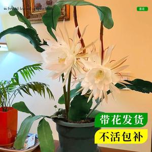 小叶昙花盆栽带花苞鲜花花卉植物阳台室内花苗好养活四季耐阴绿植