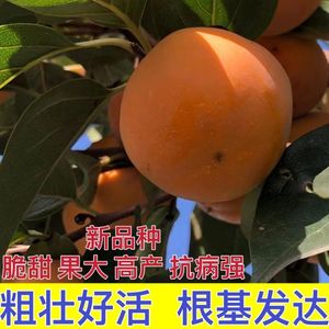 甜脆柿子苗树太秋甜柿苗大秋甜柿营养杯苗带土南北方种植甜心脆柿