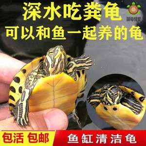 深水黄耳龟乌龟活物冷水长寿龟家养宠物观赏小乌龟招财混养吃粪龟