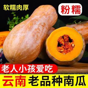 正宗红土新鲜云南蜜本老南瓜农家自种宝宝辅食软糯面甜老品种南瓜