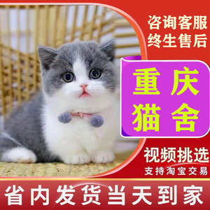 【重庆猫舍】纯种蓝白英短猫活体英短蓝猫幼猫矮脚猫活物宠物猫咪